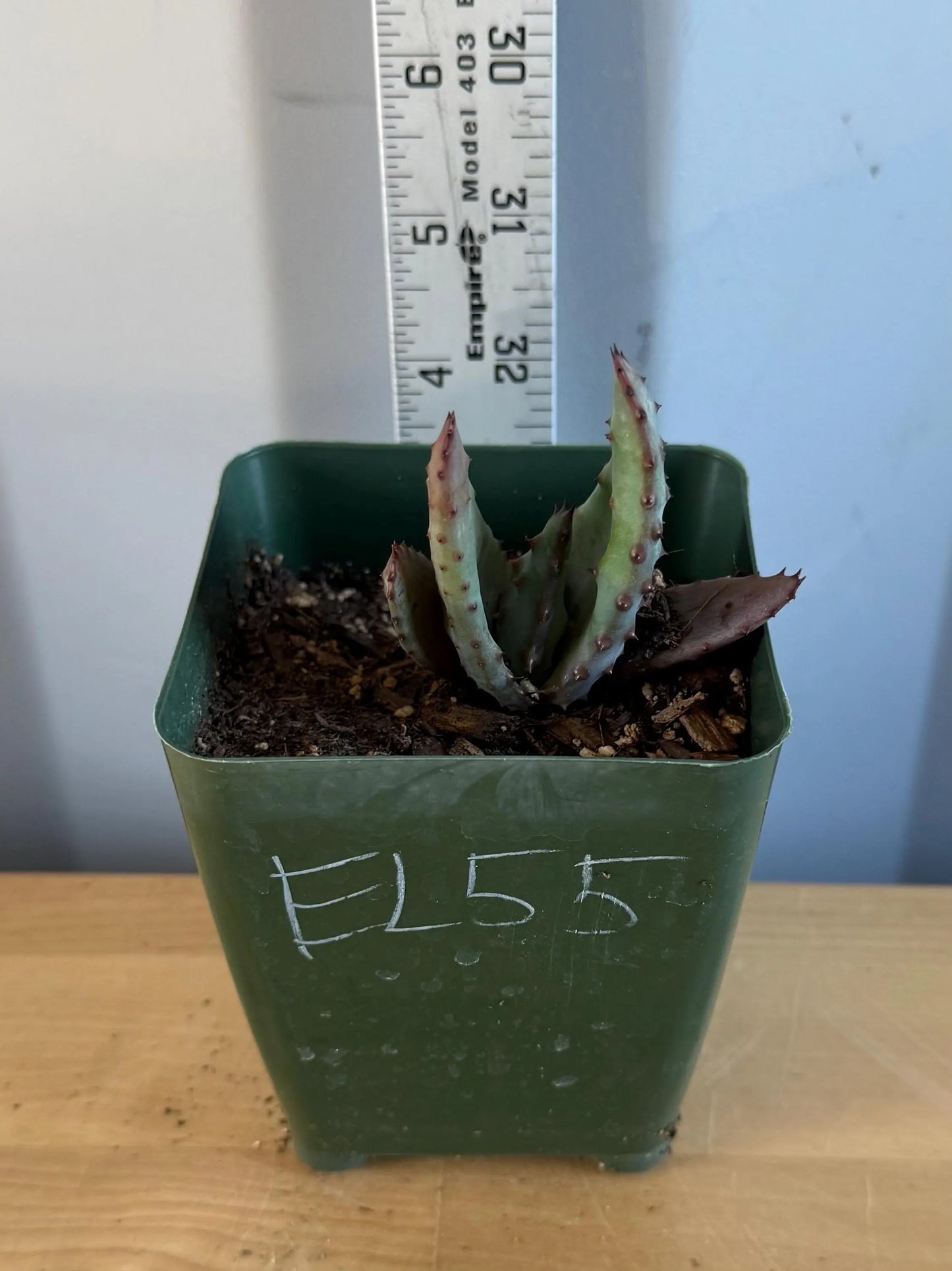 4-inch Aloe Marlothii (EL55) | ‘Mountain Aloe’