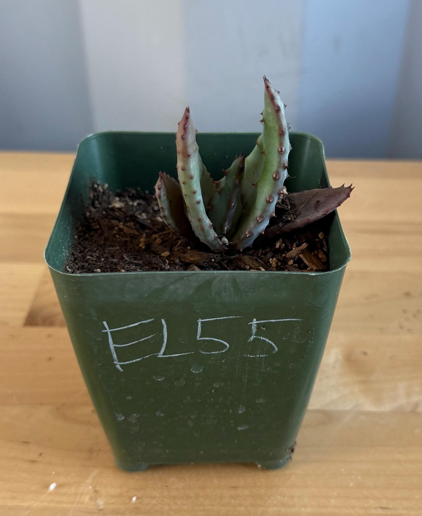 4-inch Aloe Marlothii (EL55) | ‘Mountain Aloe’