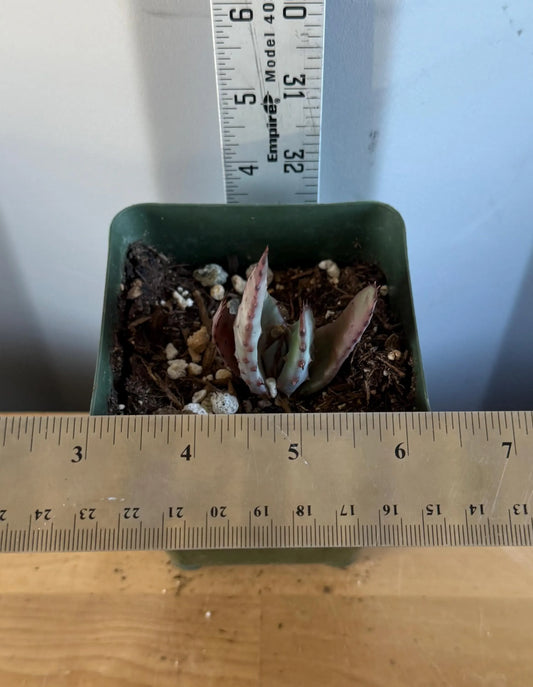 4-inch Aloe Marlothii (L38) | ‘Mountain Aloe’