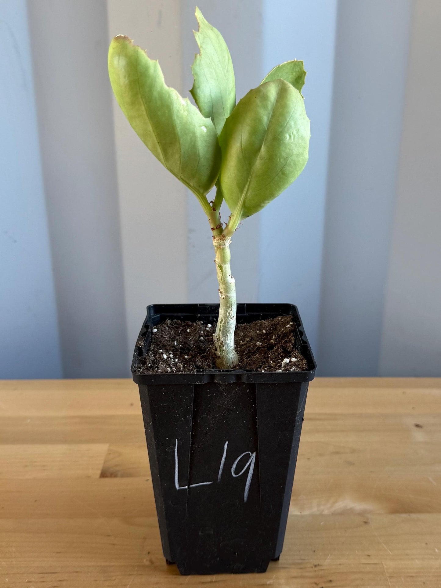 4-inch Cyphostemma cirrhosum (L19)