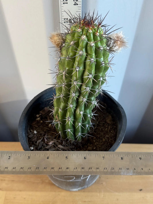Trichocereus thelegonus (L24)
