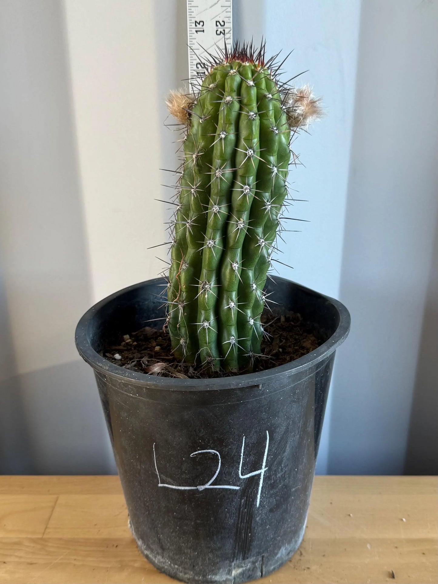 Trichocereus thelegonus (L24)