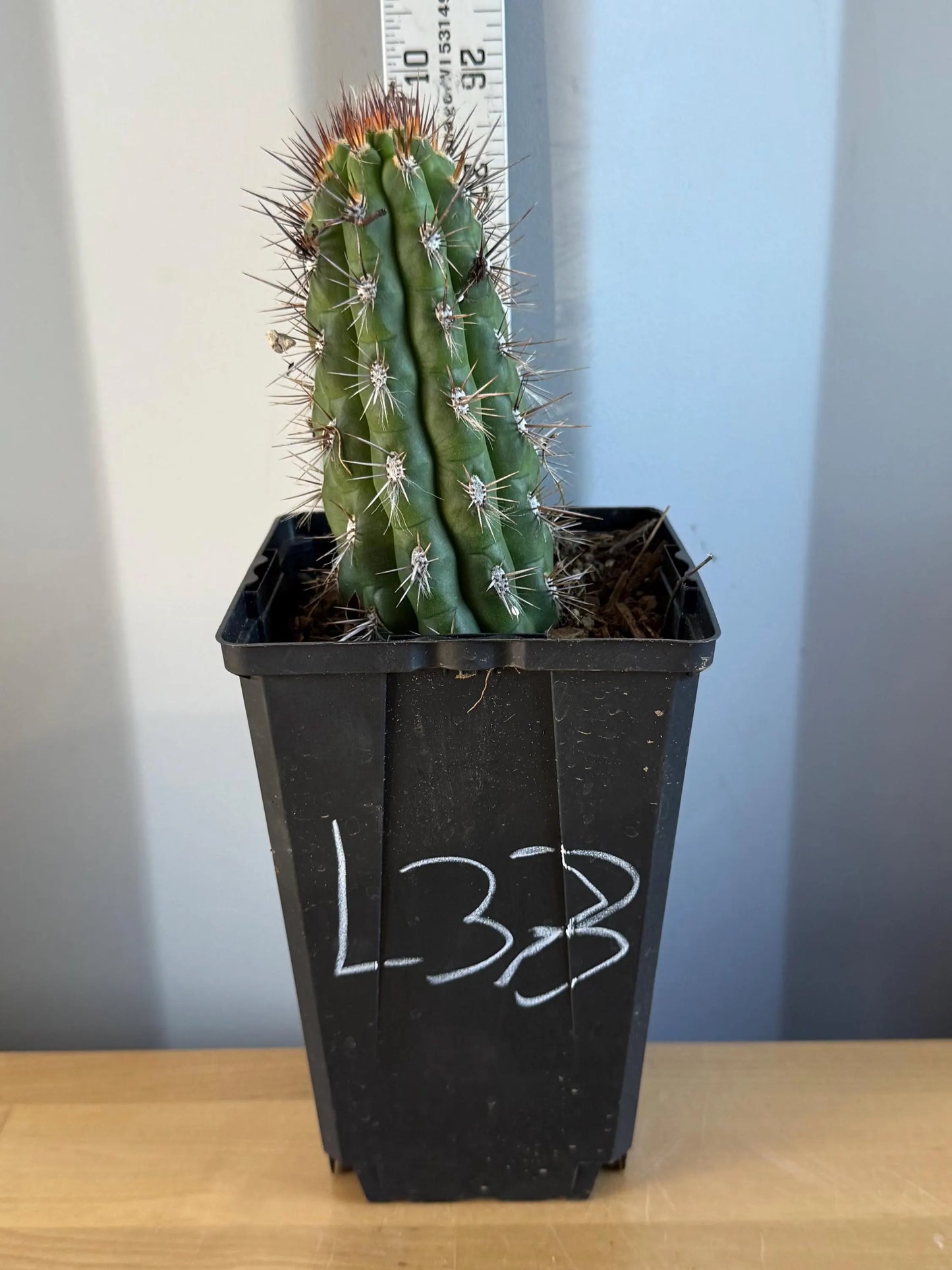 Cleistocactus fieldianus (L33)