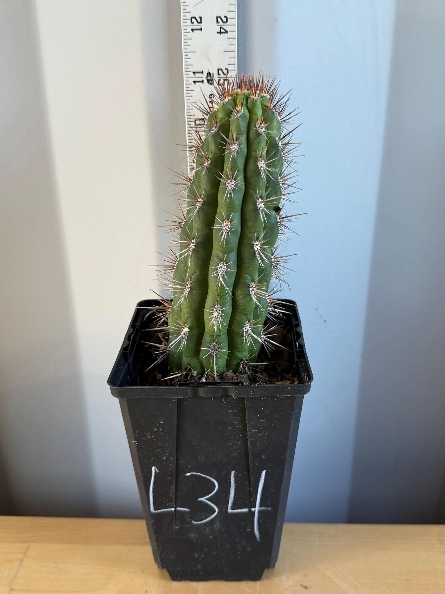 Cleistocactus fieldianus (L34)