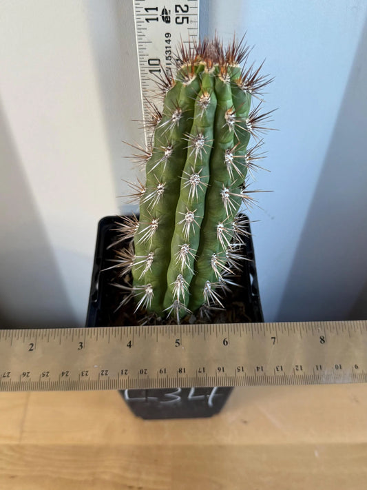 Cleistocactus fieldianus (L34)