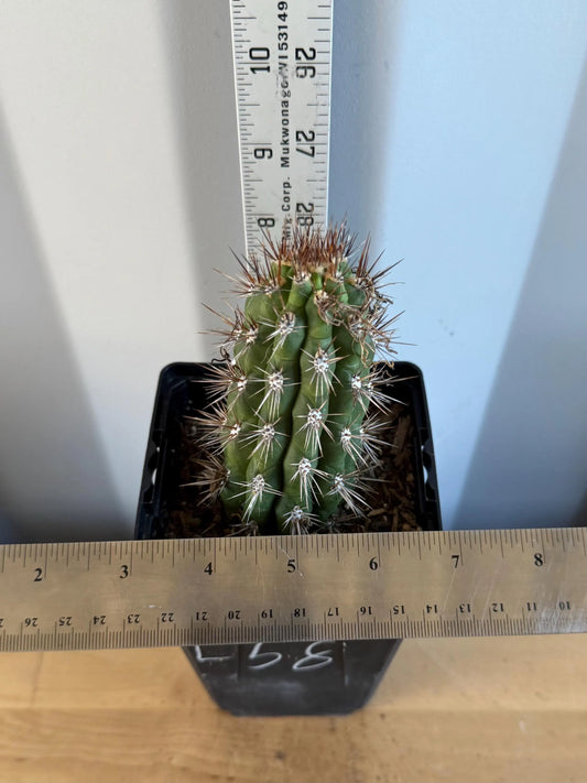 Cleistocactus fieldianus (L58)