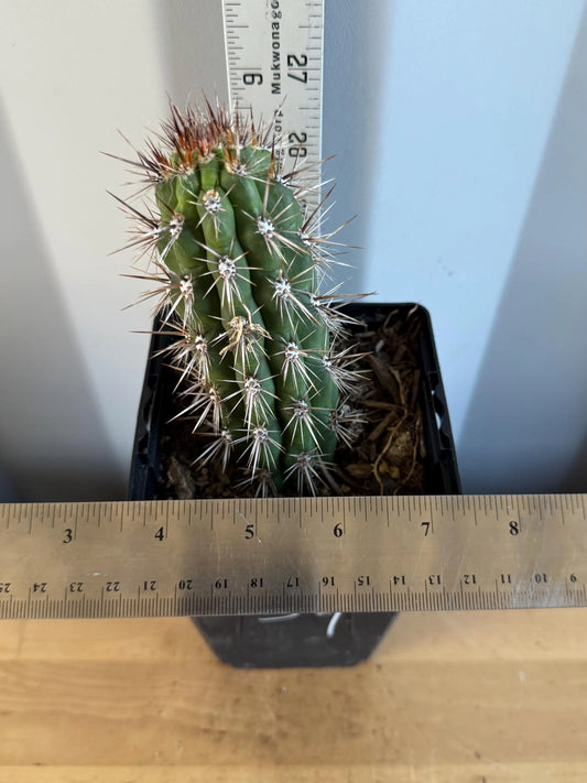 Cleistocactus fieldianus (L59)