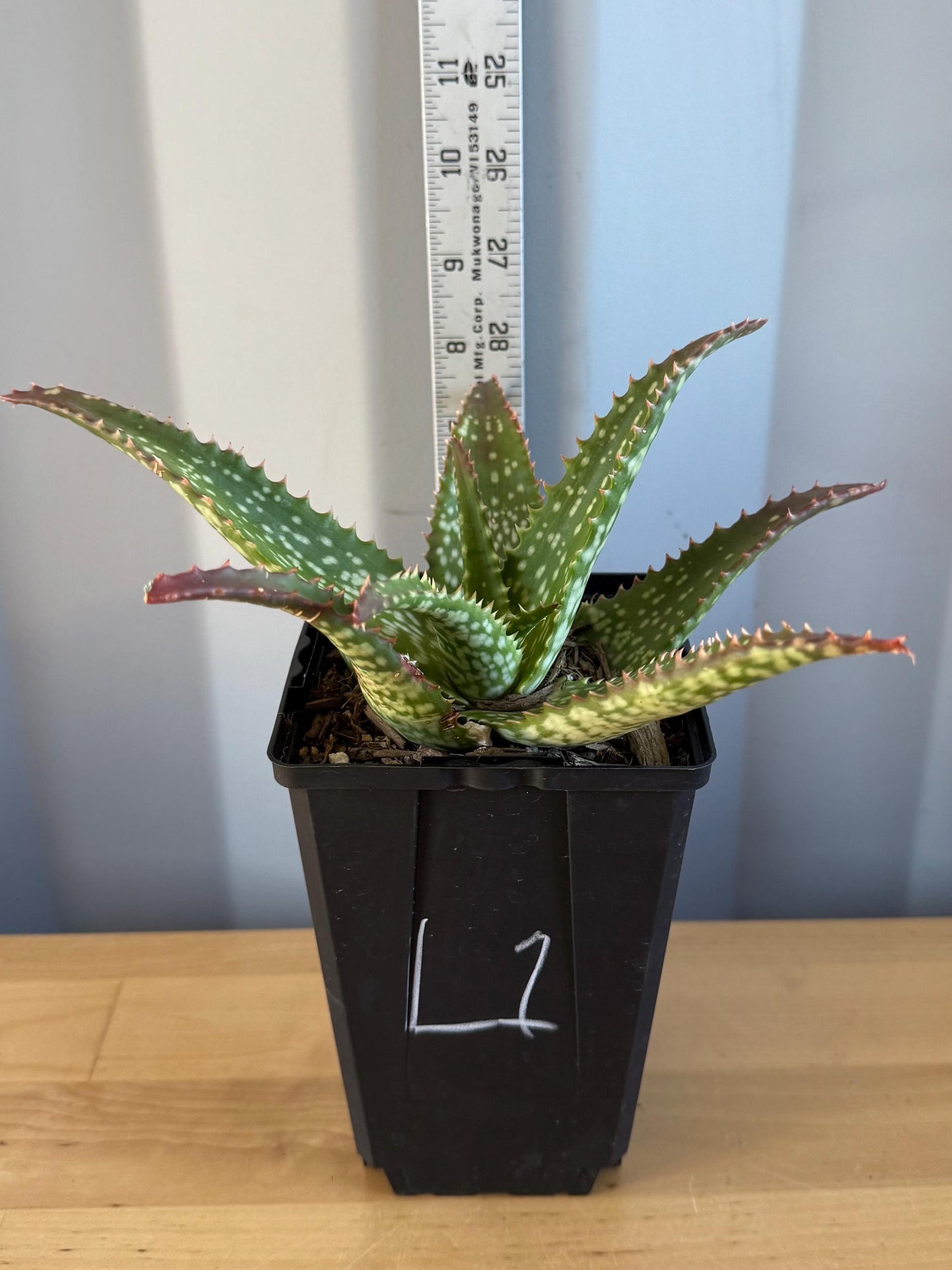 Aloe 'Cynthia Giddy' (L1)
