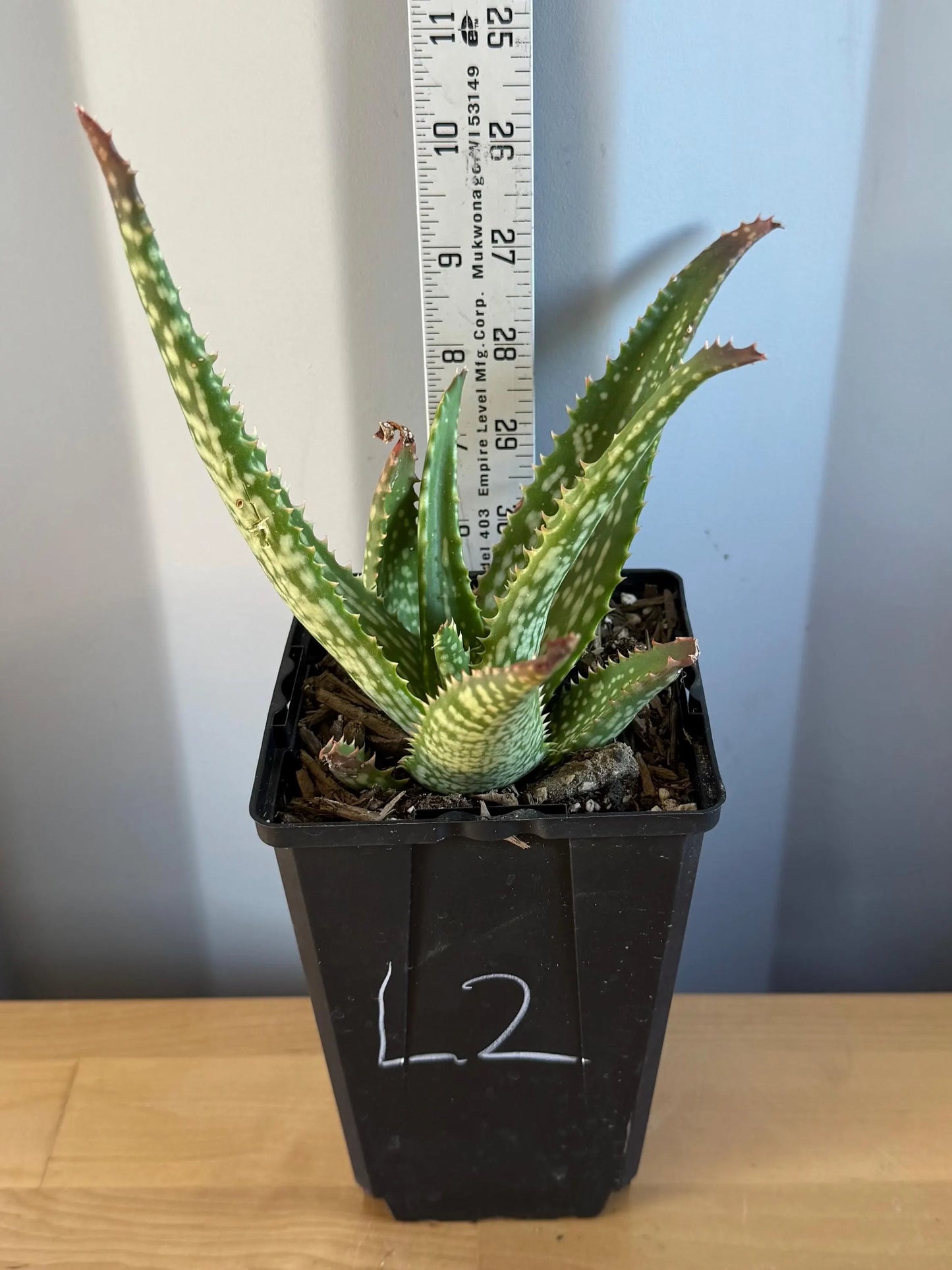 Aloe 'Cynthia Giddy' (L2)