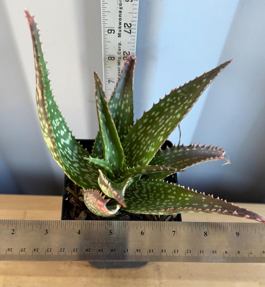 Aloe 'Cynthia Giddy' (L63)