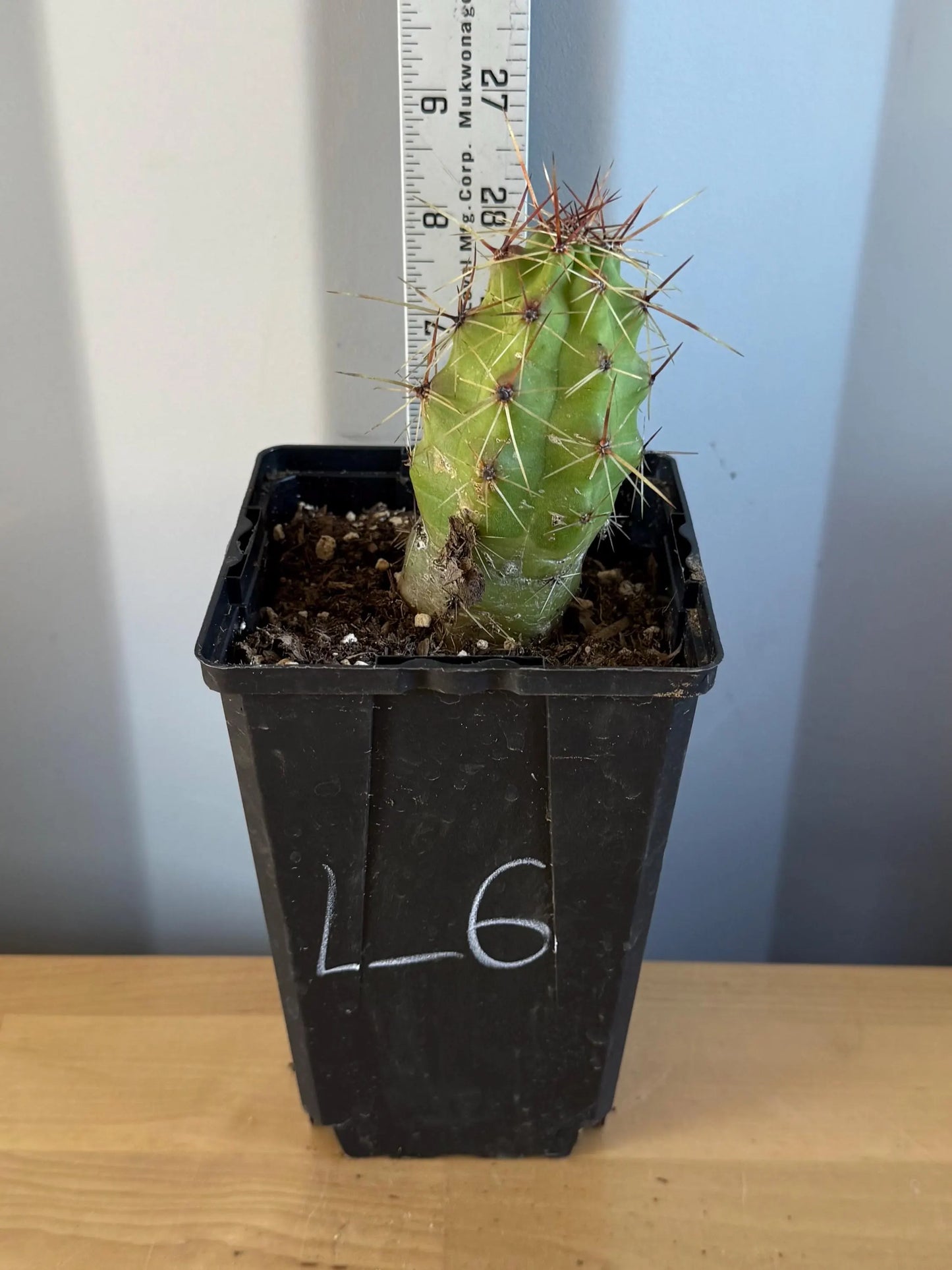 Echinocereus pentalophus (L6) | 'Lady Finger' Cactus