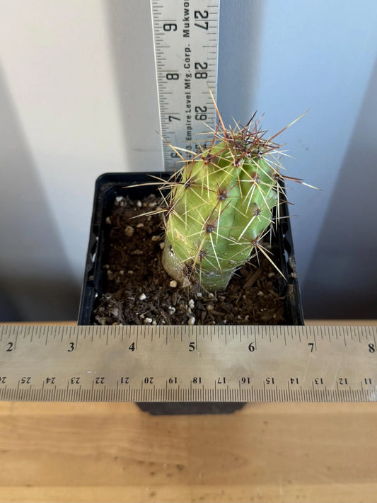 Echinocereus pentalophus (L6) | 'Lady Finger' Cactus