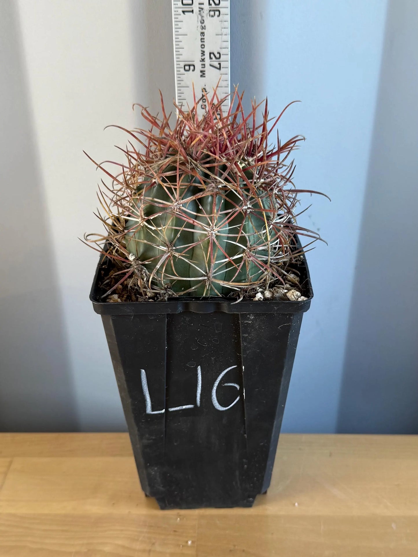 SUPER RARE Red Ferocactus | Ferocactus chrysacanthus var. rubrispinus (L16)