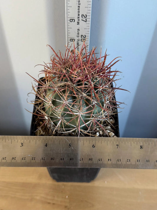 SUPER RARE Red Ferocactus | Ferocactus chrysacanthus var. rubrispinus (L16)