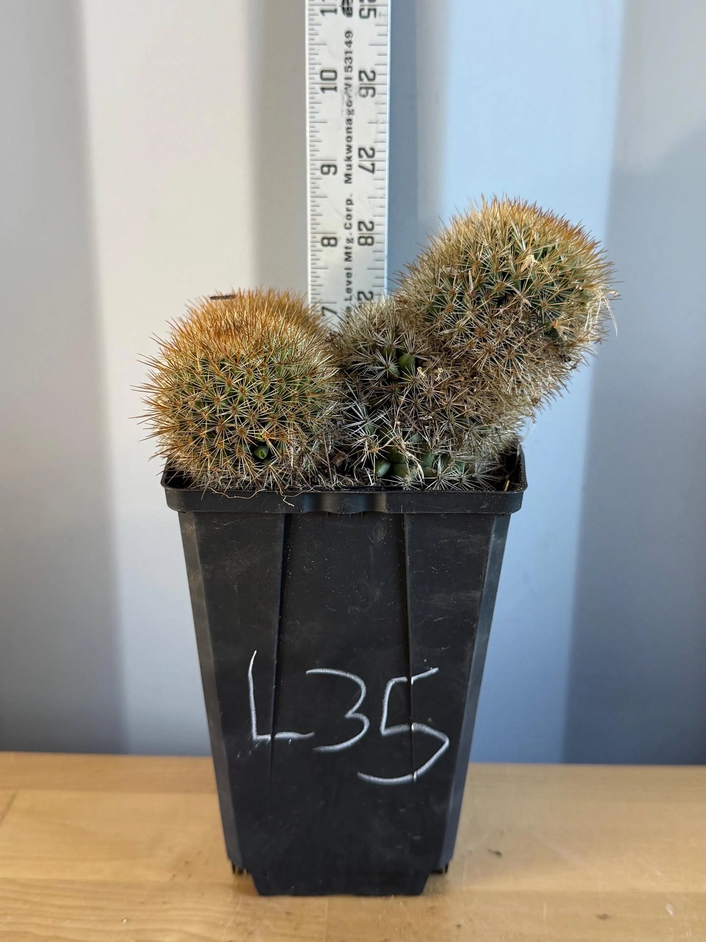 Mammillaria Cluster (L35)