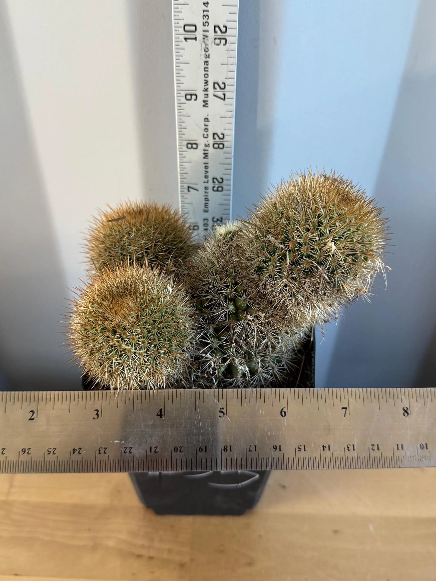 Mammillaria Cluster (L35)