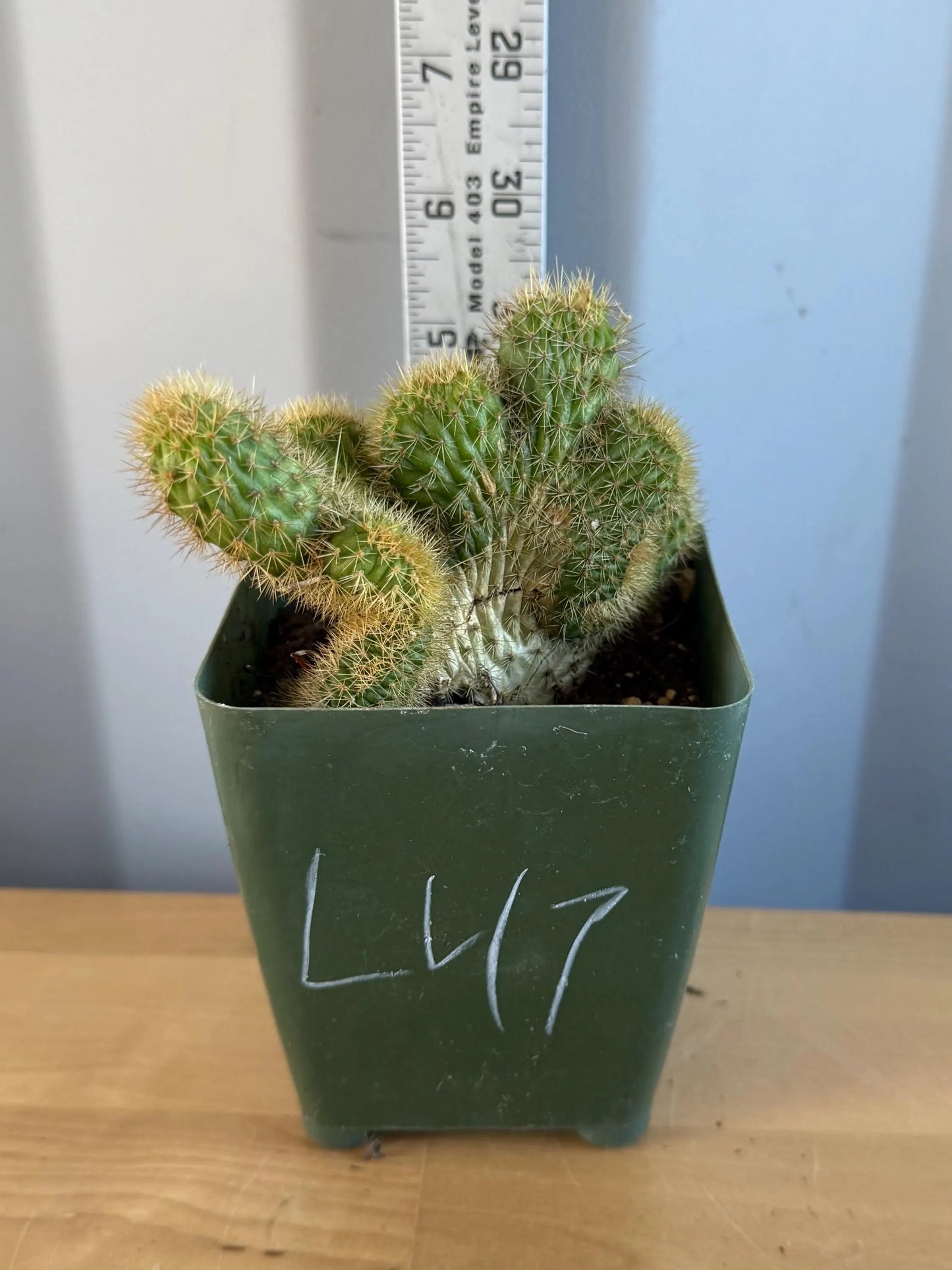 Crested Golden 'Rat Tail' Cactus | Cleistocactus winteri cristata (L47)
