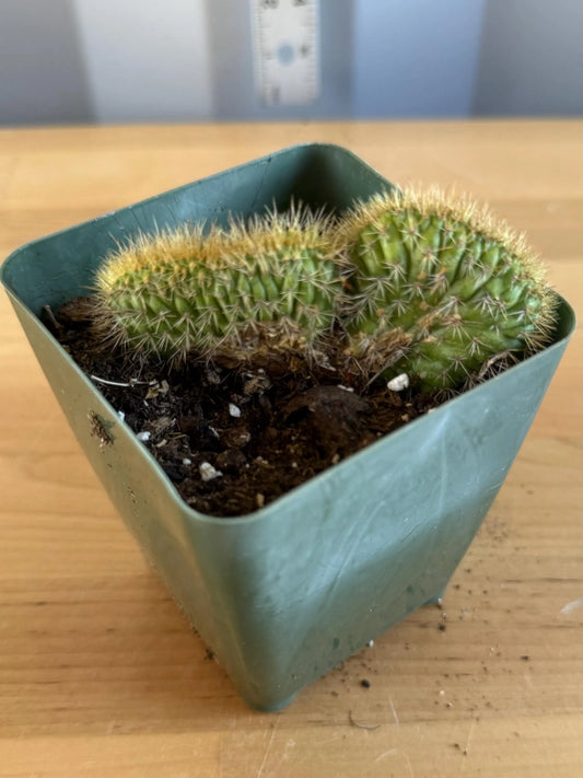 Crested Golden 'Rat Tail' Cactus | Cleistocactus winteri cristata (L48)