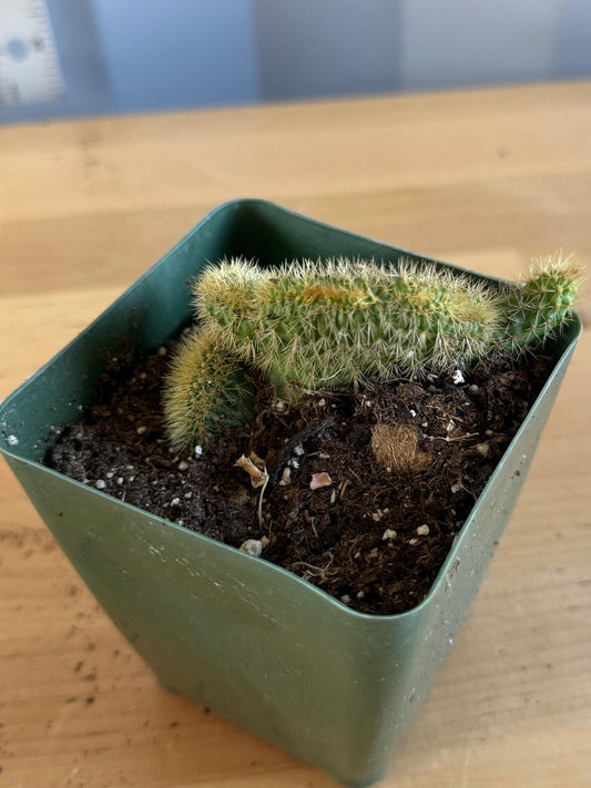 Crested Golden 'Rat Tail' Cactus | Cleistocactus winteri cristata (L49)