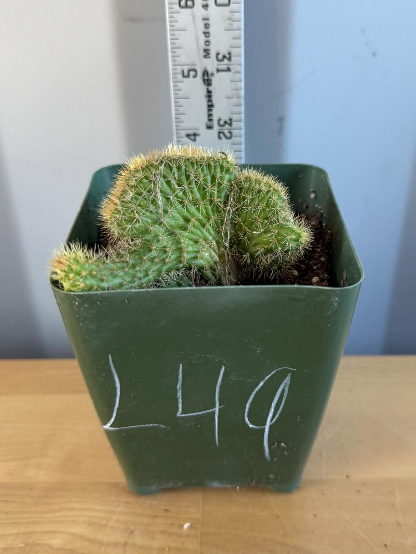 Crested Golden 'Rat Tail' Cactus | Cleistocactus winteri cristata (L49)