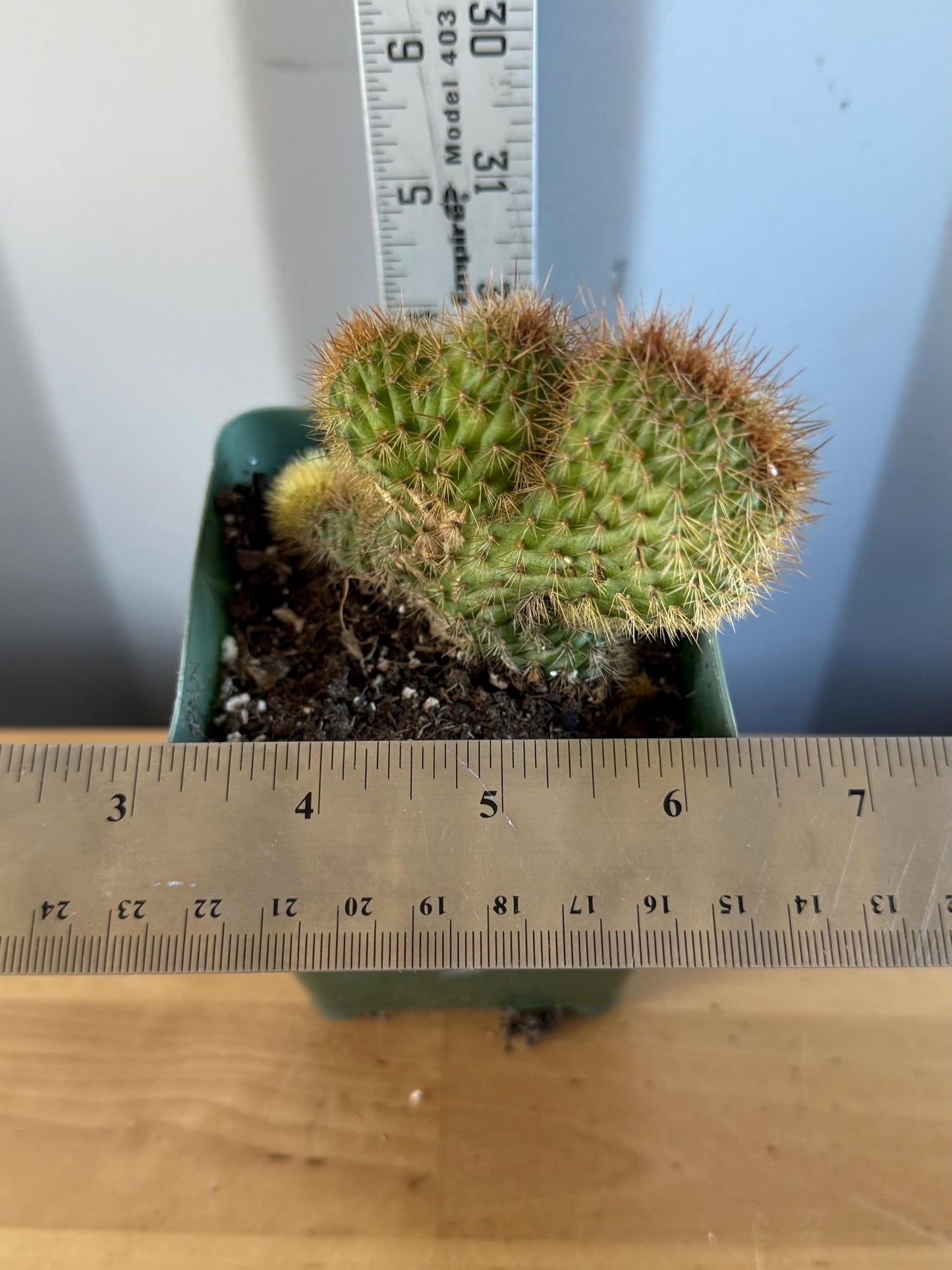 Crested Golden 'Rat Tail' Cactus | Cleistocactus winteri cristata (L50)