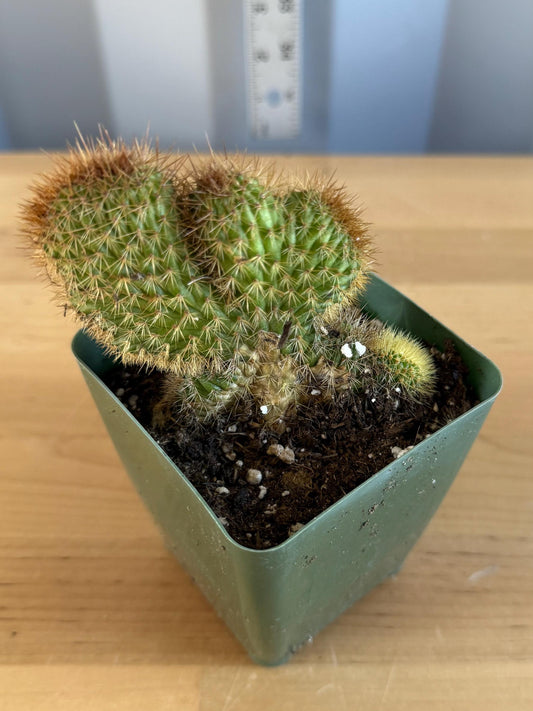Crested Golden 'Rat Tail' Cactus | Cleistocactus winteri cristata (L50)