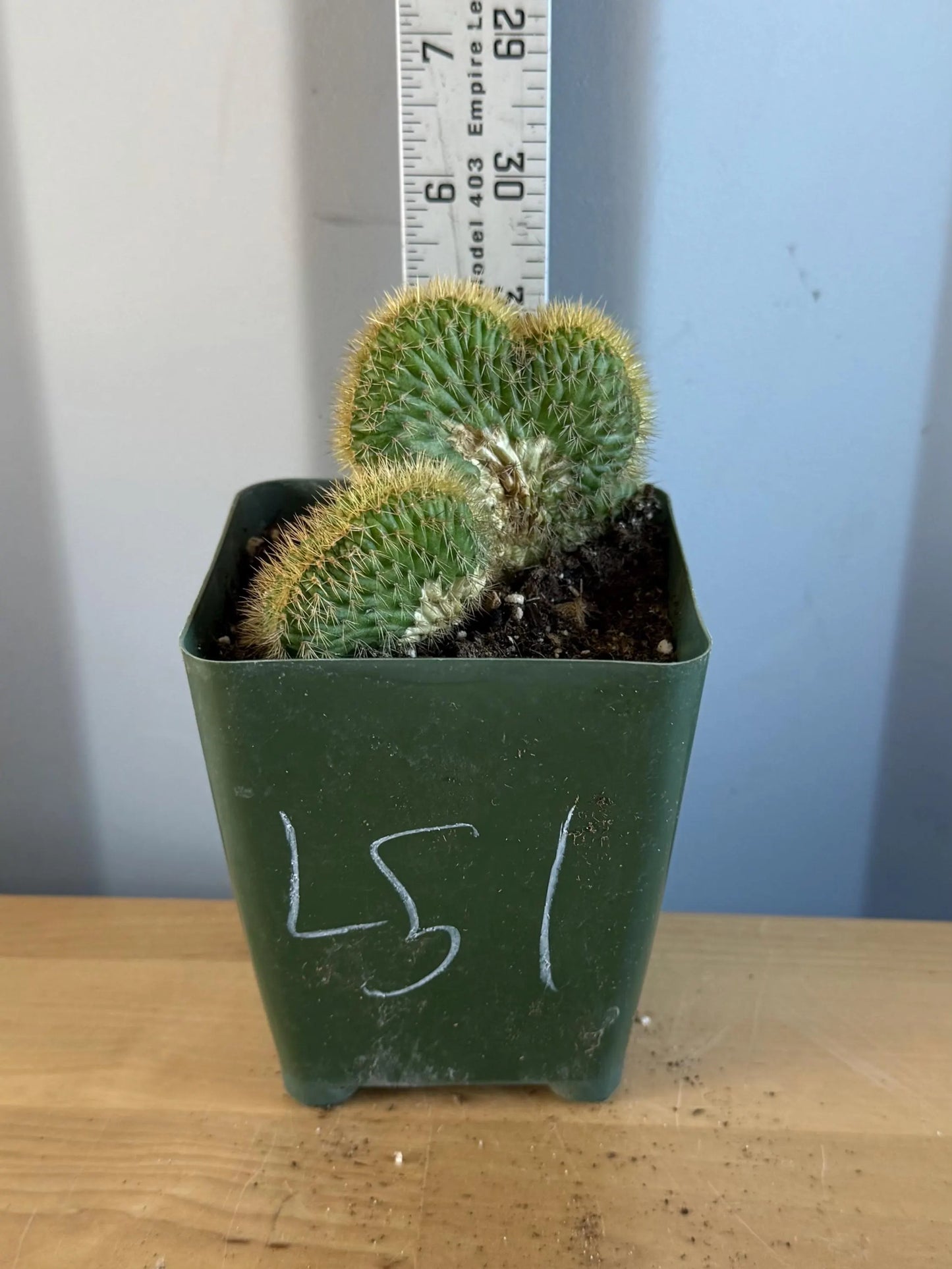 Crested Golden 'Rat Tail' Cactus | Cleistocactus winteri cristata (L51)