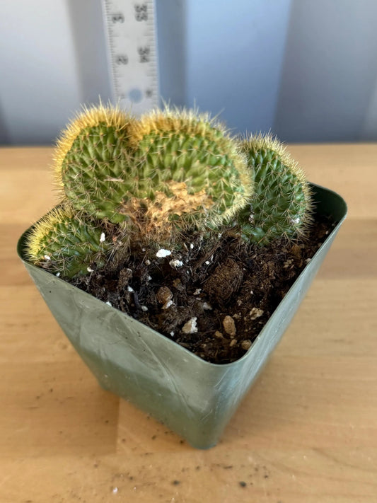 Crested Golden 'Rat Tail' Cactus | Cleistocactus winteri cristata (L51)