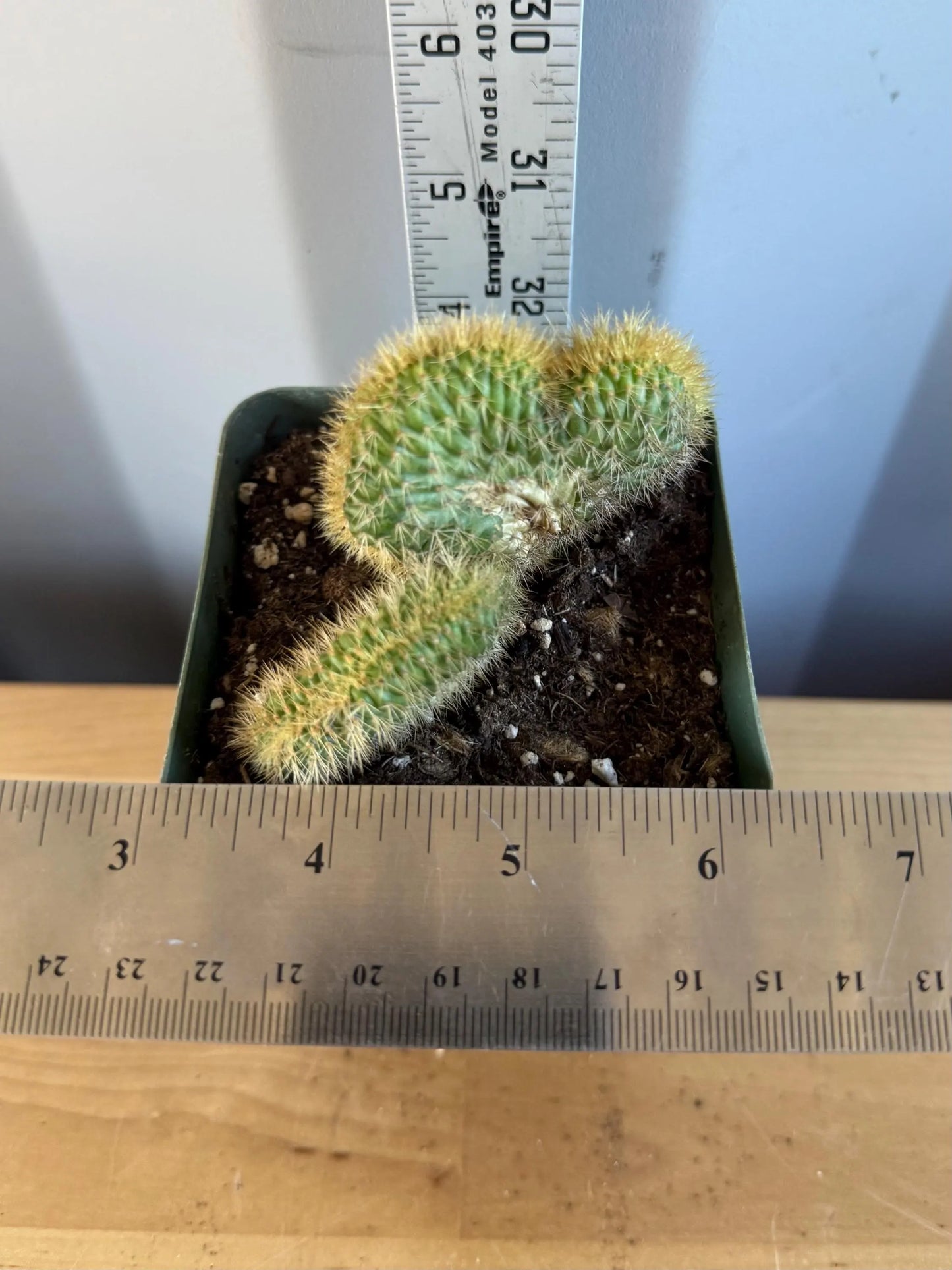 Crested Golden 'Rat Tail' Cactus | Cleistocactus winteri cristata (L51)