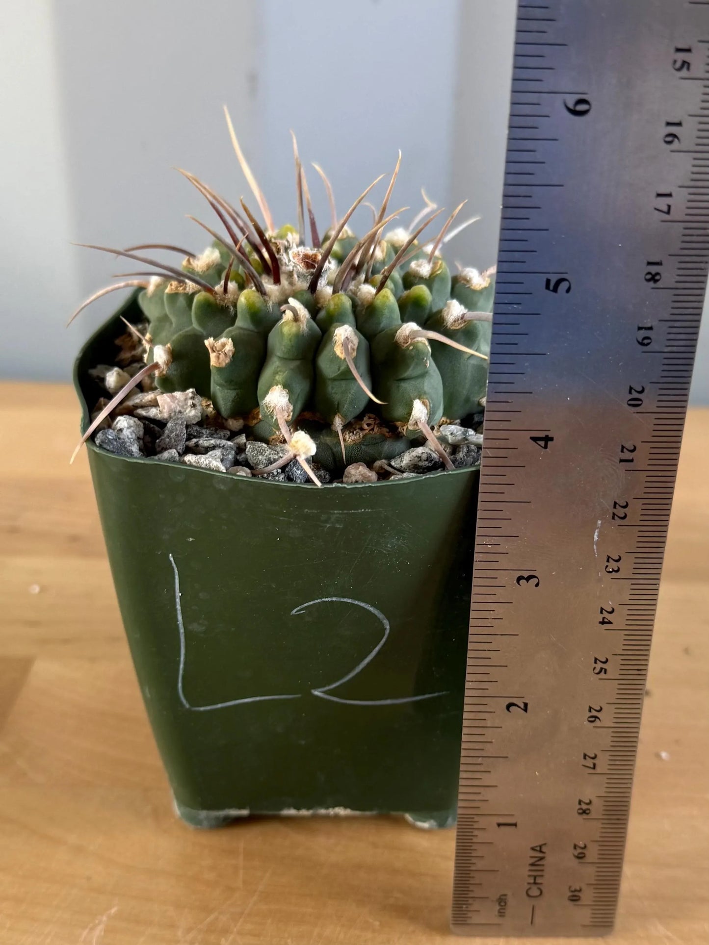 4-inch Gymnocalycium vatteri L2