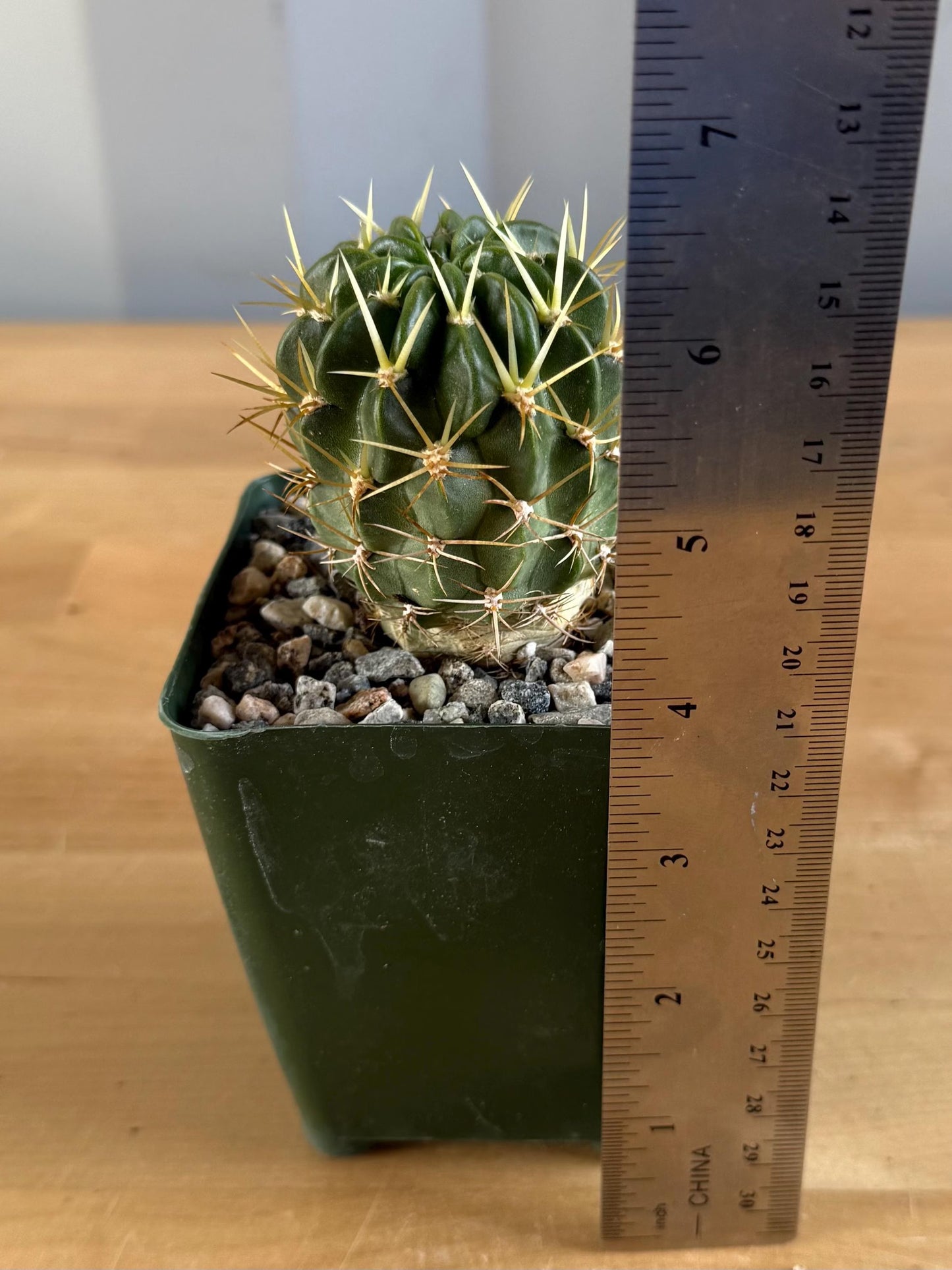 4-inch Lobivia maximiliana v. charazanensis