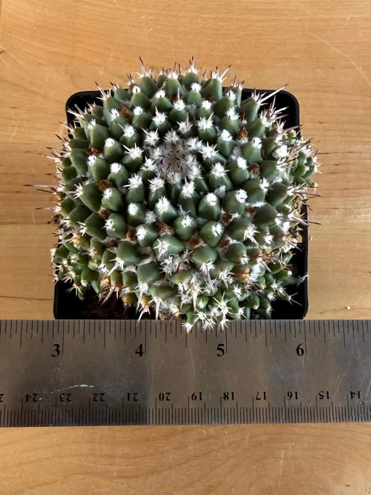 4-inch Mammillaria scrippsiana