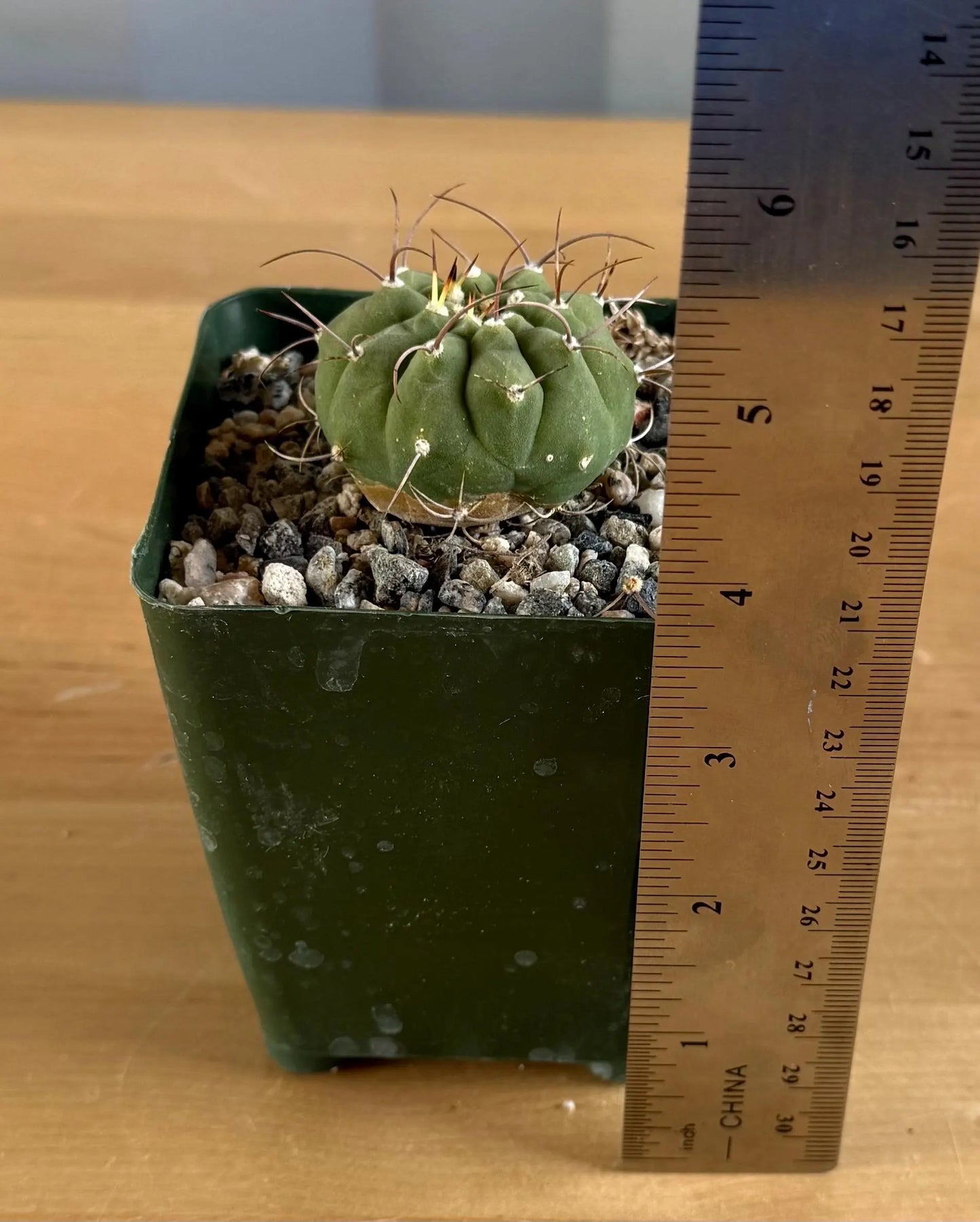 4-inch Matucana madisoniorum
