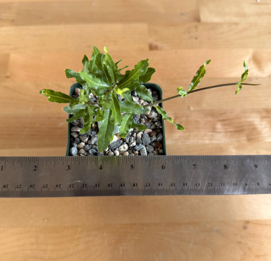 4-inch Fockea edulis