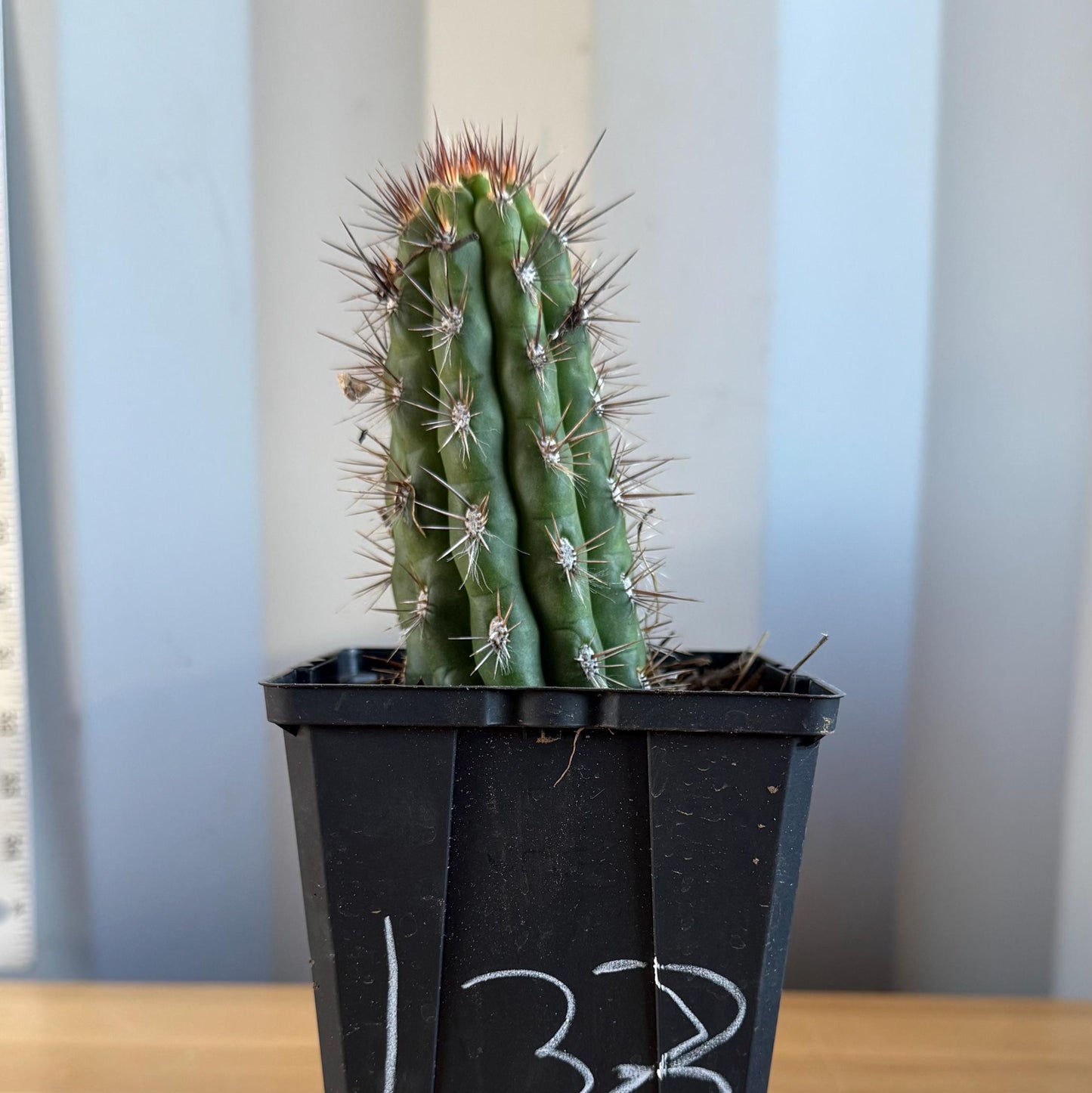 Cleistocactus fieldianus (L33)