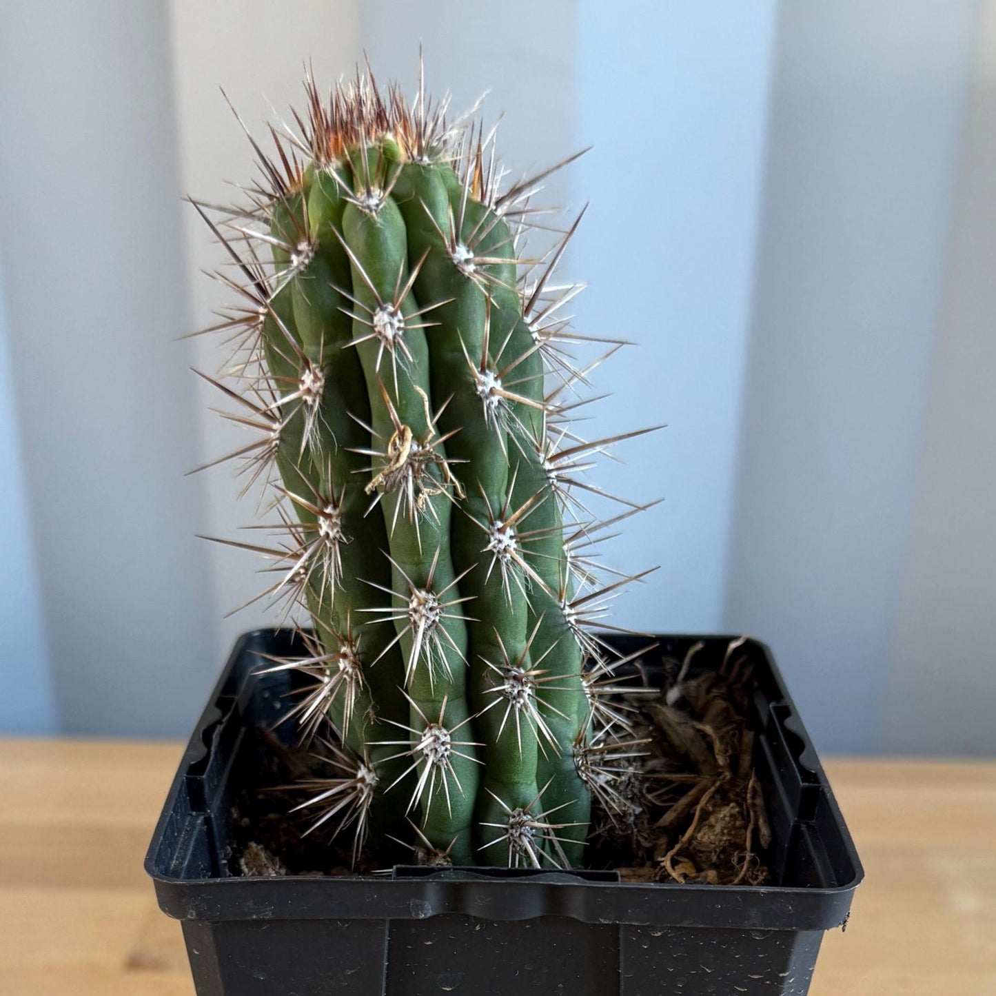 Cleistocactus fieldianus (L59)
