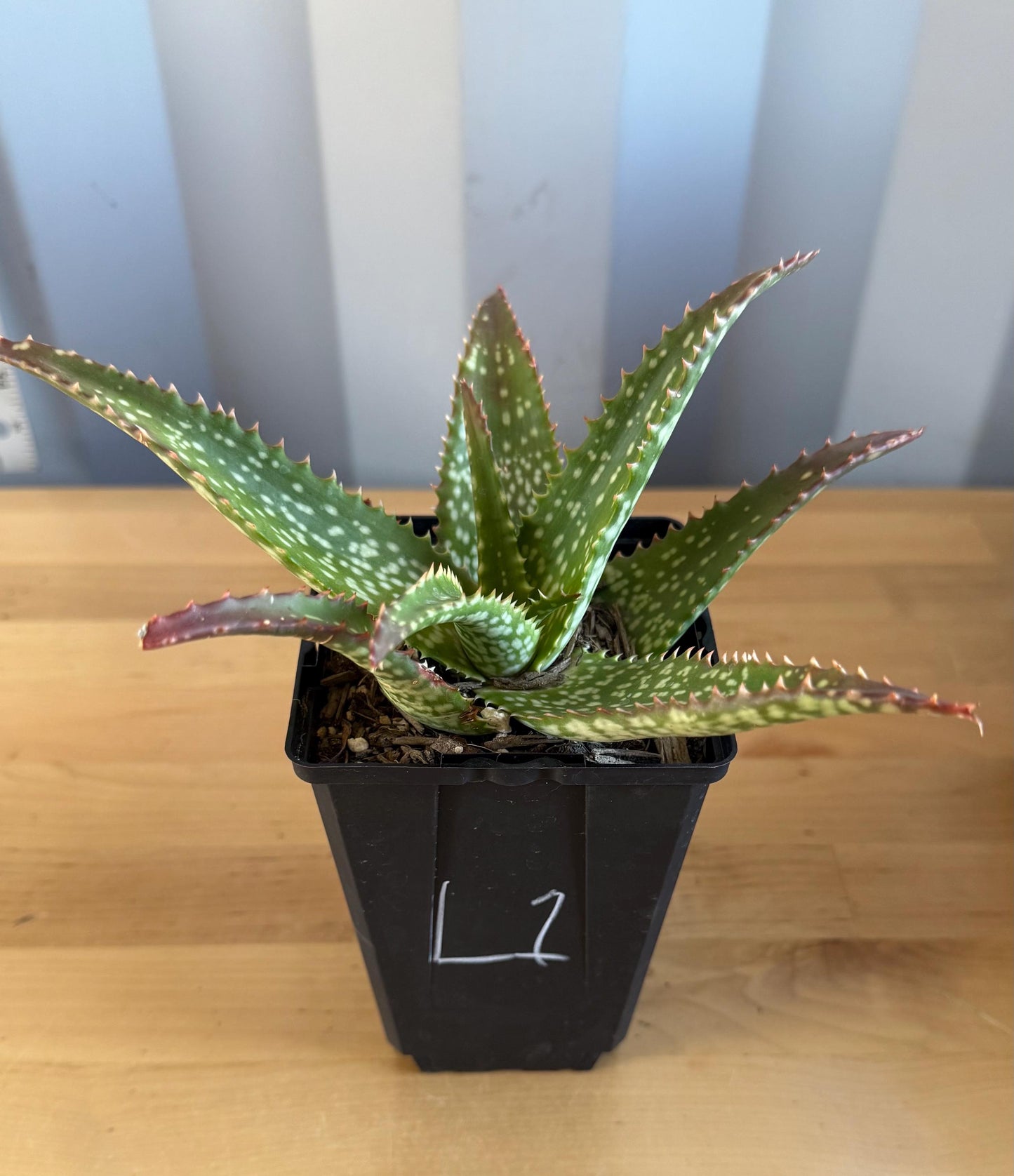 Aloe 'Cynthia Giddy' (L1)