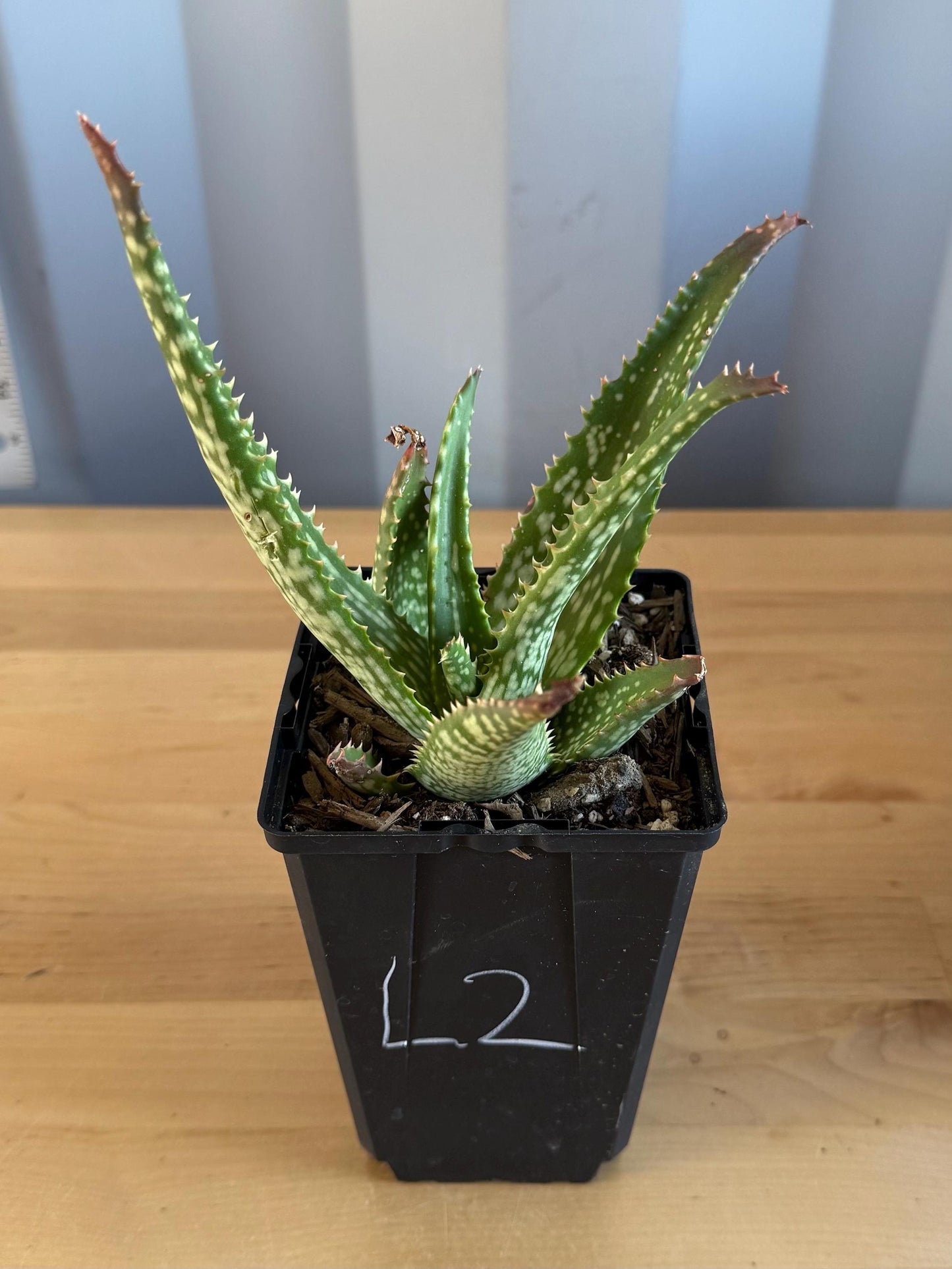 Aloe 'Cynthia Giddy' (L2)
