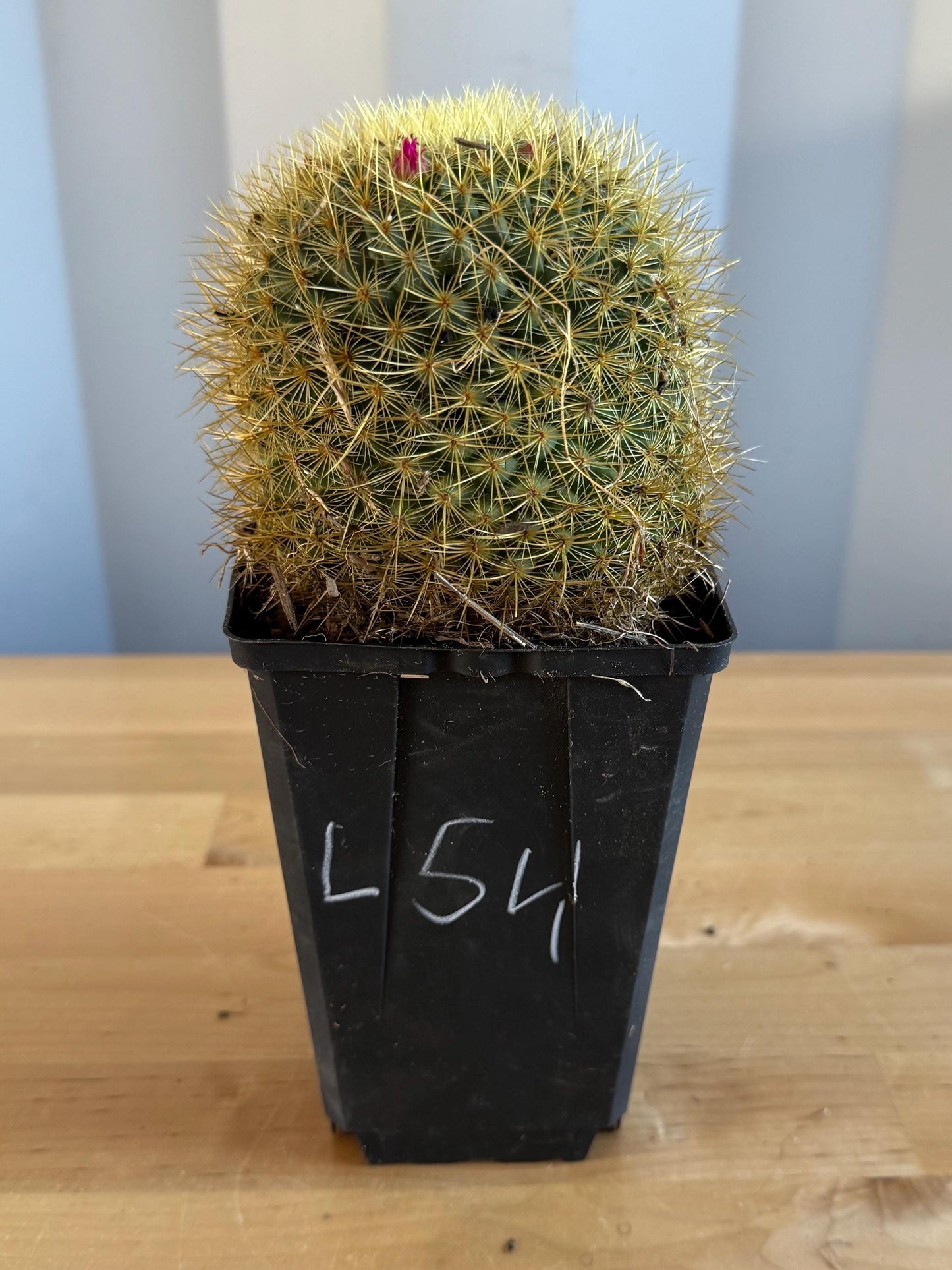 Mammillaria (L54)