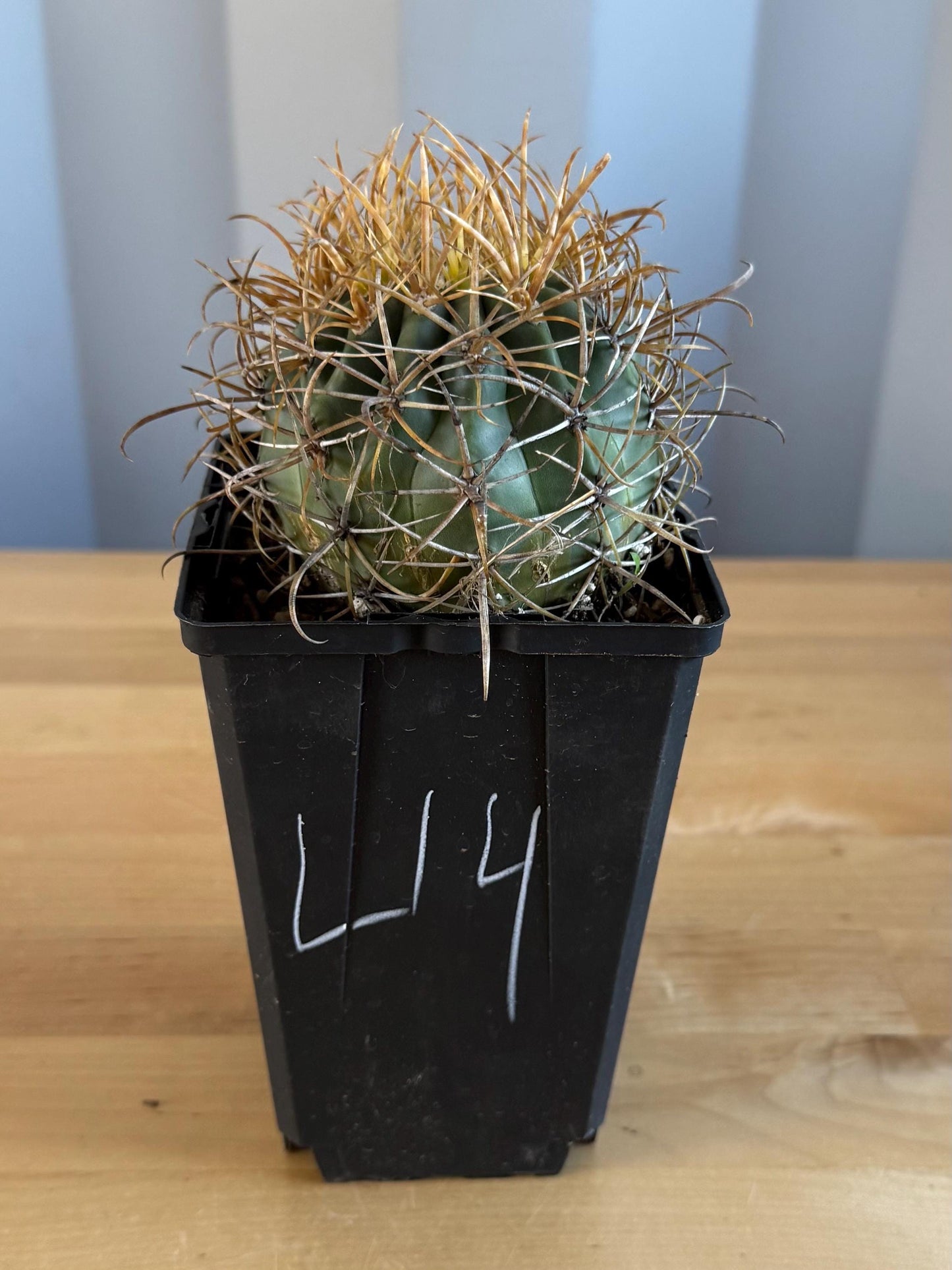 SUPER RARE Yellow Ferocactus | Ferocactus chrysacanthus (L14)