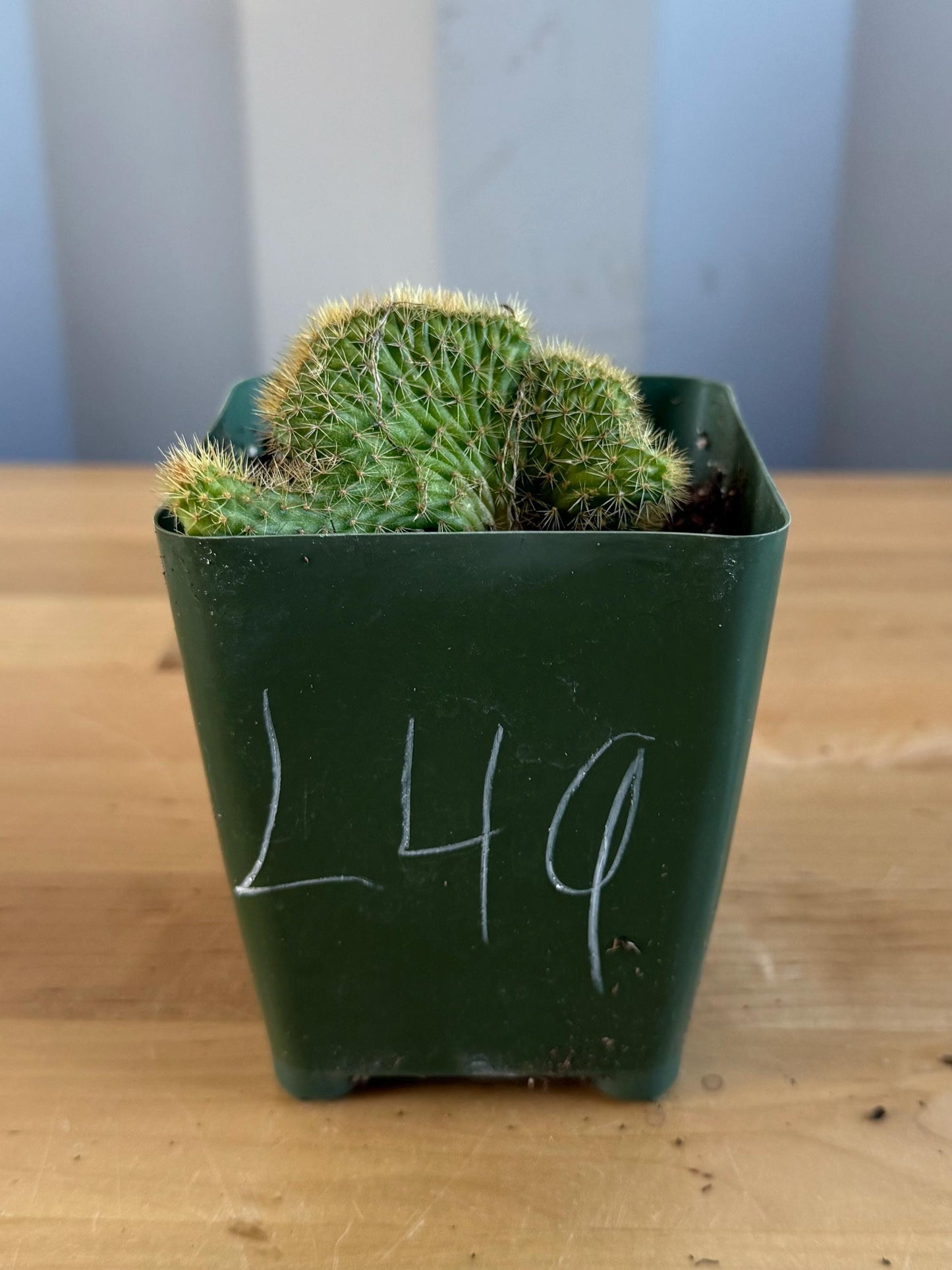Crested Golden 'Rat Tail' Cactus | Cleistocactus winteri cristata (L49)