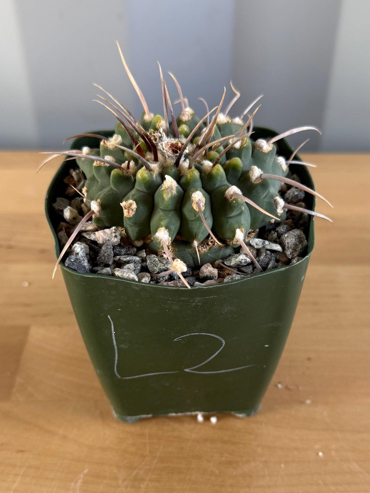 4-inch Gymnocalycium vatteri L2