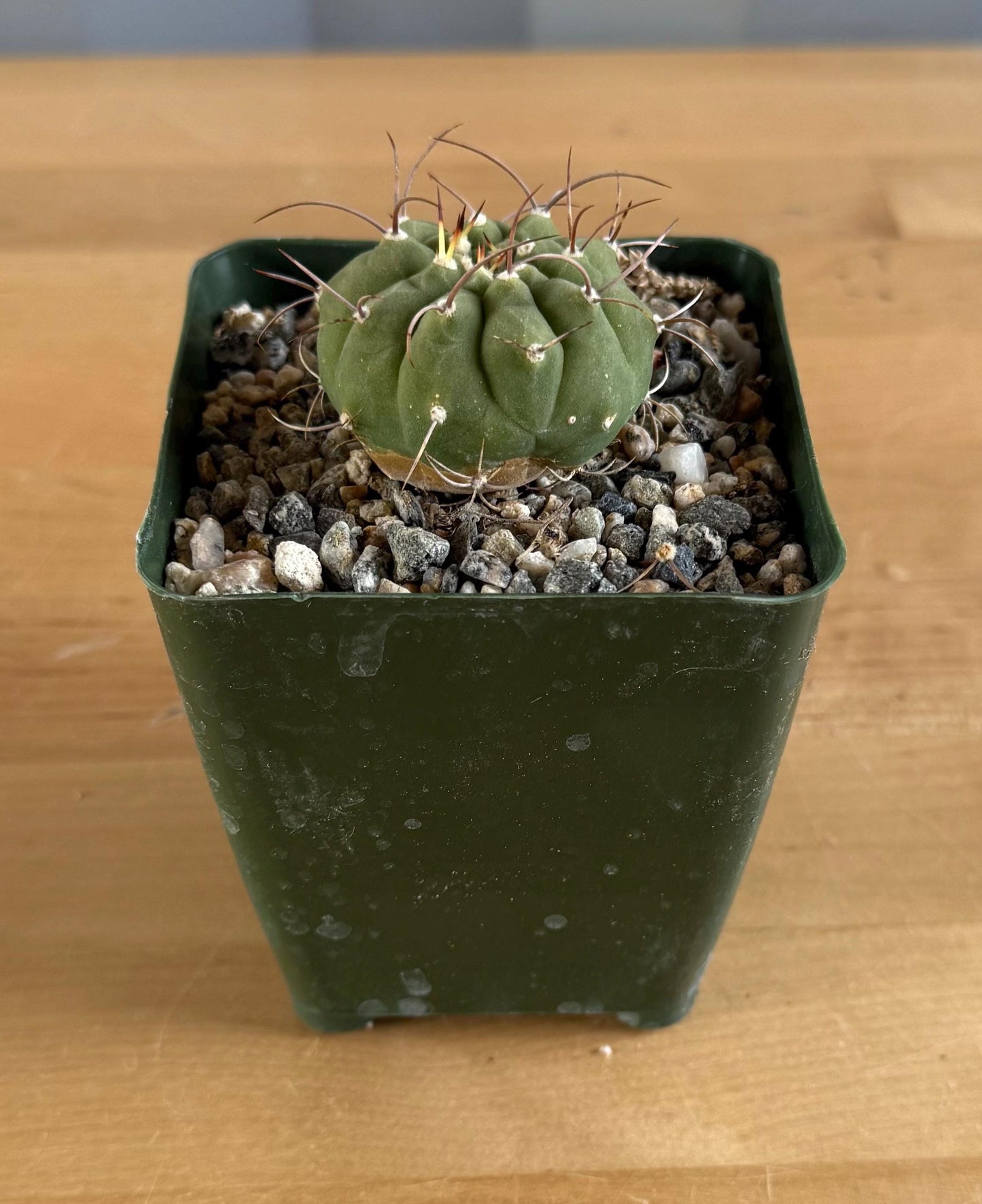 4-inch Matucana madisoniorum