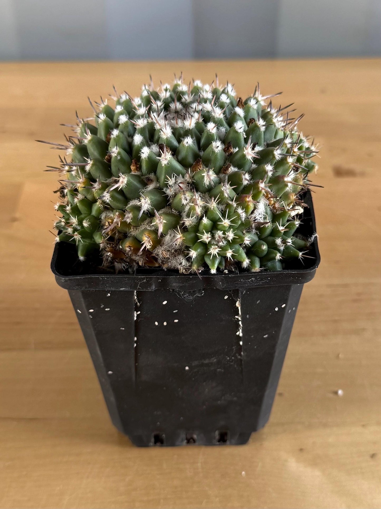 4-inch Mammillaria scrippsiana