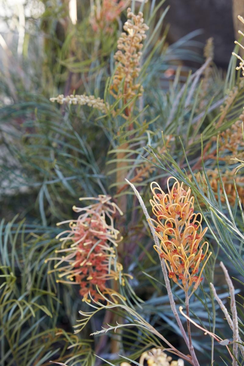 Grevillea 'Honey Gem' - 5 Gallon (GN)