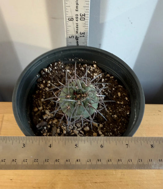 4-inch Gymnocalycium armatum | Gymnocalycium spegazzinii var. armatum