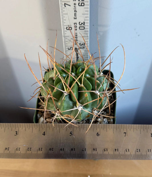 4-inch Lobivia longispina