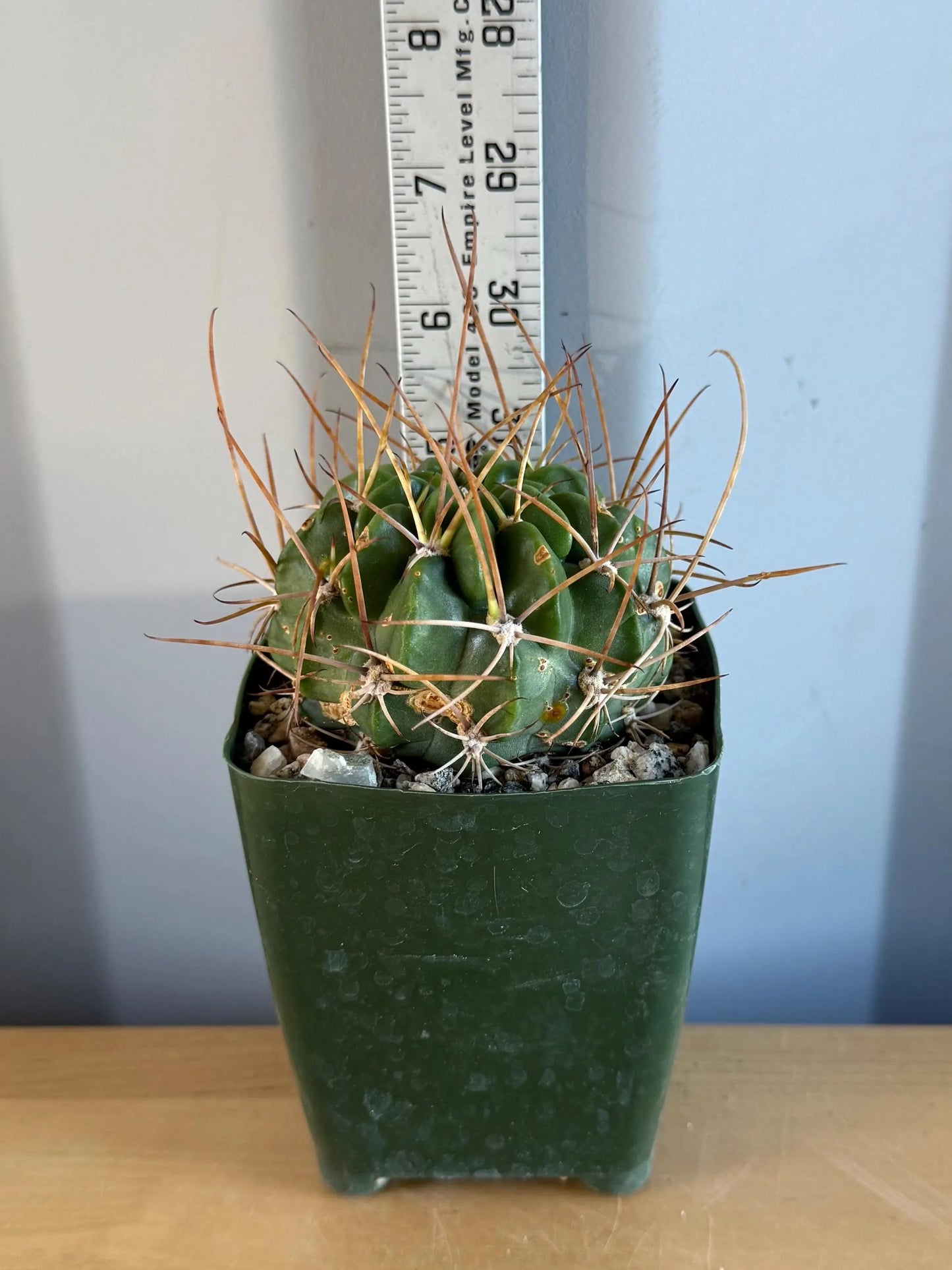 4-inch Lobivia longispina