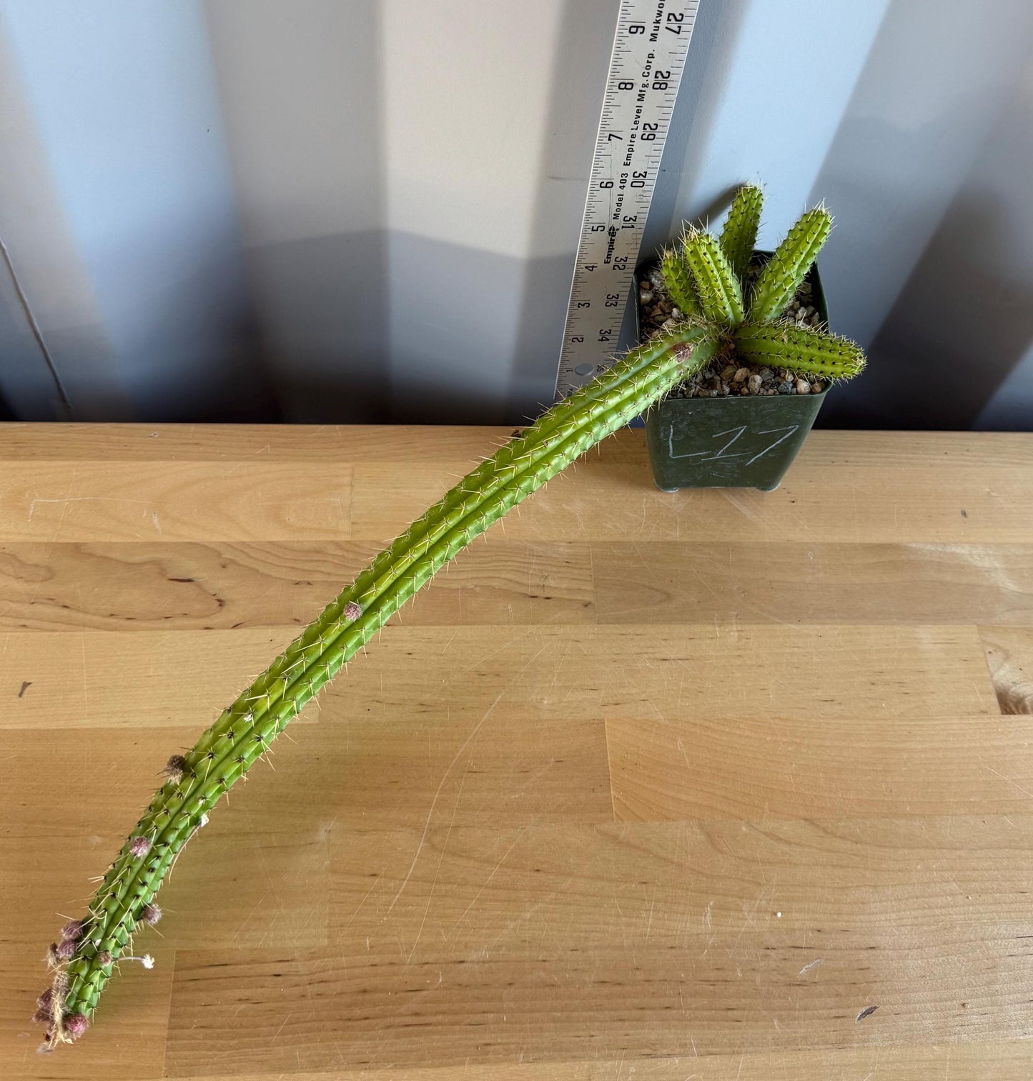 4-inch Cleistocactus samaipatanus | Bolivicereus samaipatanus L17