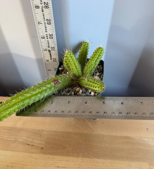 4-inch Cleistocactus samaipatanus | Bolivicereus samaipatanus L17